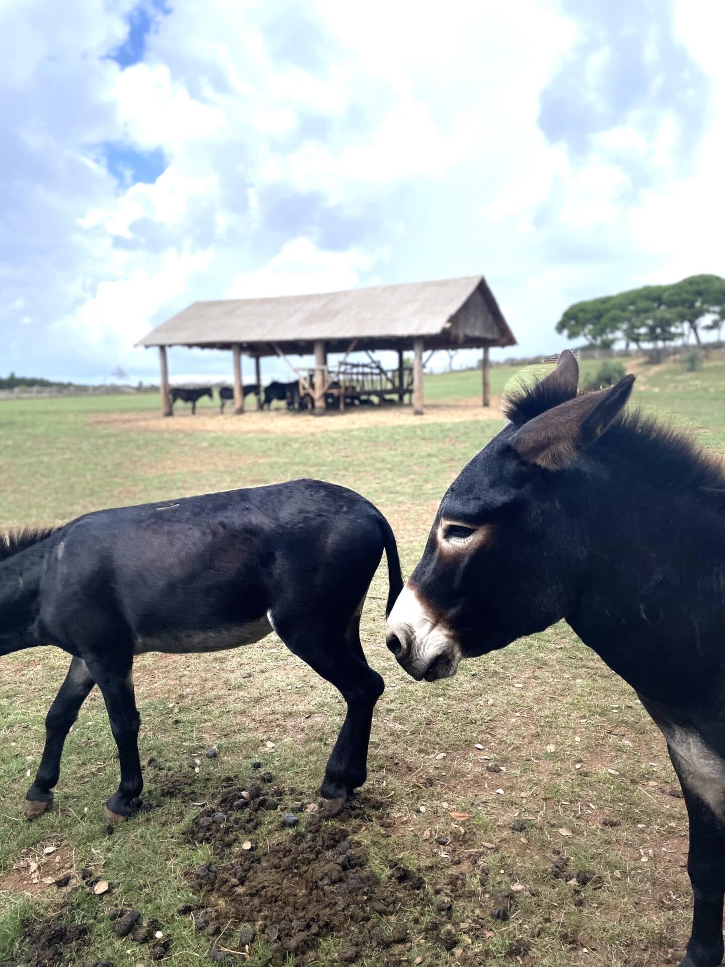 Teambuilding 2023 — Nezaboravna avantura u Istri - fotografija 5